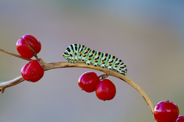Papilio Machaon