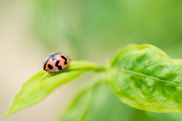 ladybug macro in the green nature