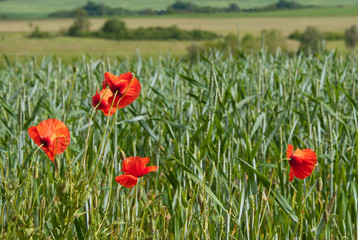 Poppies in a young wheat field