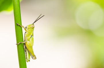 grasshopper macro in green nature