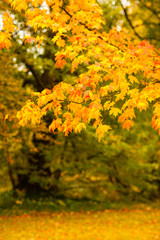 Zuckerahorn in Herbstfärbung