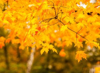 Fototapeta na wymiar Zuckerahorn in Herbstfärbung