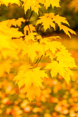 Zuckerahorn in Herbstfärbung