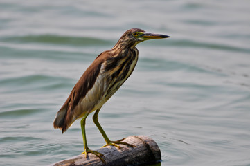 Chinese Pond Heron looking fish for food