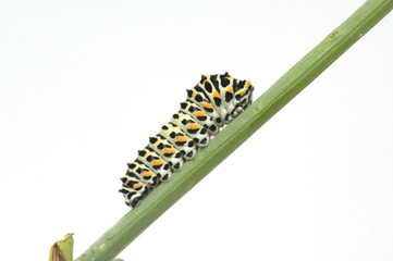 Raupe; Schwalbenschwanz; Papilio machaon