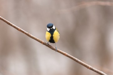 Small bird sitting on branch
