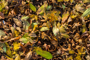 Closeup of some autumnal leaves