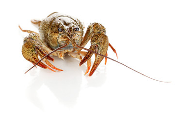 green crawfish isolated on white close-up