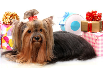 Beautiful yorkshire terrier surrounded by gifts isolated