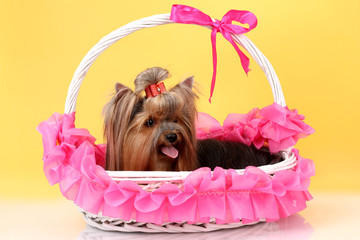 Beautiful yorkshire terrier in basket on colorful background