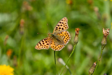 Butterfly on the meadow