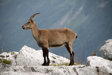 Bouquetin