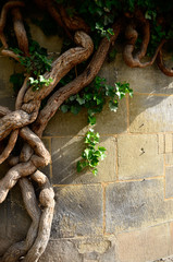 GNARLED VINES AGAINST BRICK WALL
