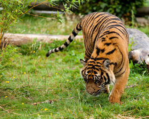 Young Sumatran Tiger Sniffing Wet Grass