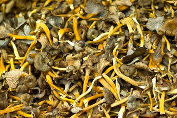 Closeup of freshly picked funnel chanterelles.