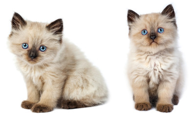 Little gray kitten © vyshynskyy