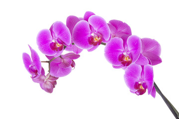 Fototapeta premium Różowy kwiat orchidei
