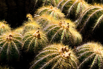 Barrel Cactus
