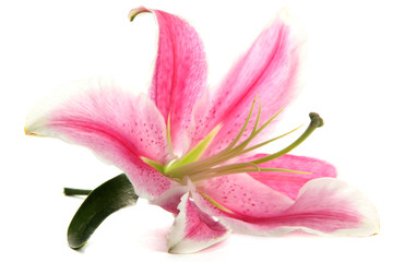Fototapeta na wymiar piękna różowa lilia, na białym tle