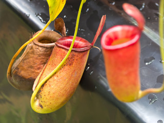 Tropical pitcher plants