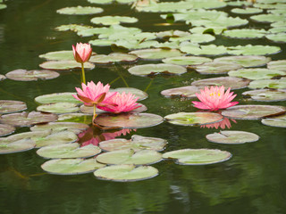 Water lily in pond