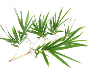 Fototapeta premium bamboo leaves