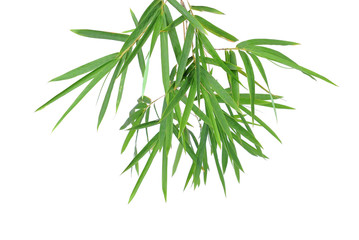 Obraz premium bamboo leaves