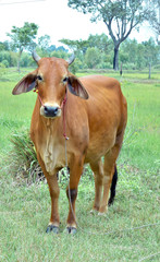 native cow in thailand.