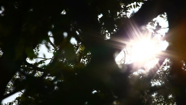 Sun shining into thick branch