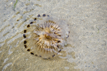 Jelly in the shallows