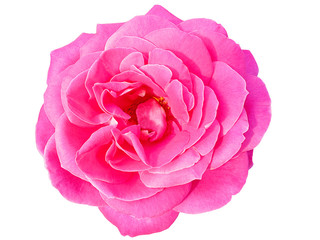 Fototapeta premium Beautiful Pink Rose