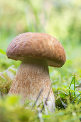 Steinpilz (Boletus)