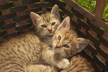 Cats in a basket #3