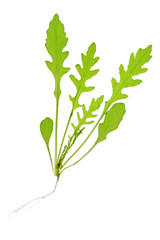 Rucola (Diplotaxis tenuifolia)