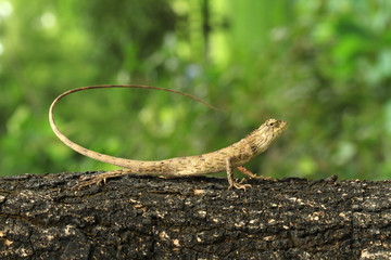 Dragon on the tree