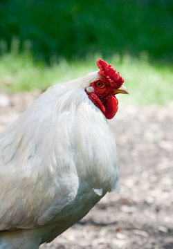 Portrait of village rooster