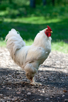 village rooster