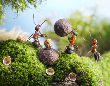 ants crack nuts with stone. hands off, blockhead! ant tales