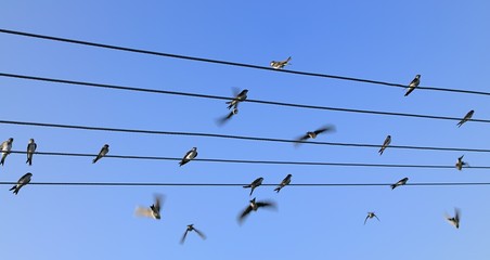 Group of swallows sitting on the power line.