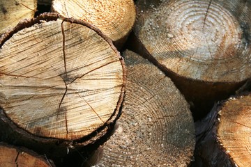 Poukładane i pocięte drewno tekstura