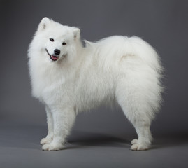 Samoyed dog