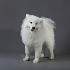 Fototapeta premium Samoyed dog