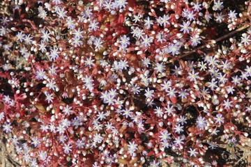 FIORI MUSCHIO VERDE PHLOX SUBULATA FIORITO OR