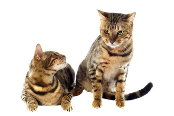 bengal cats