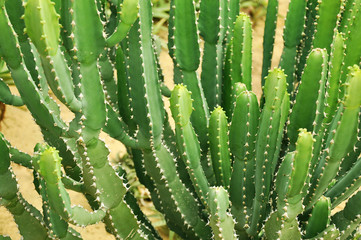 Long shape cactus
