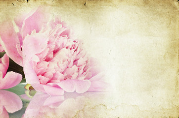 Vintage flower (peony)