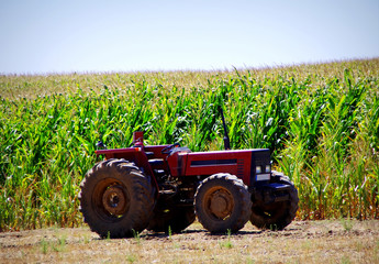Old tractor in cornfield