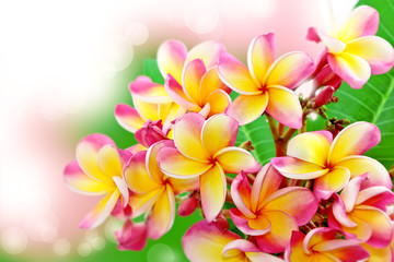 Frangipani flower background