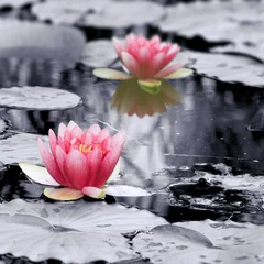 Fototapete Wasserlilien Seerosenblumen blühen auf Teich