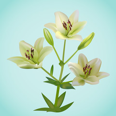 Branch about beautiful white lily  flowers